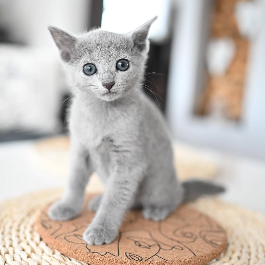Sapphire - Russian Blue Kitten
